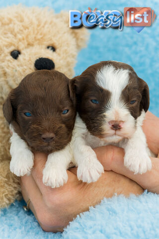 TEDDY BEAR TOY CAVOODLE PUPPIES COMING SOON!!!