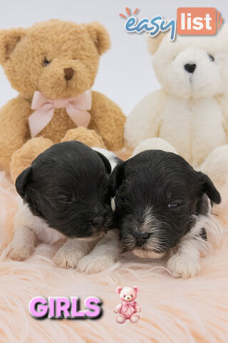 TEDDY BEAR TOY CAVOODLE PUPPIES COMING SOON!!!