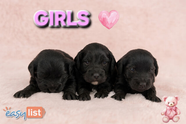 TEDDY BEAR TOY CAVOODLE PUPPIES COMING SOON!!!