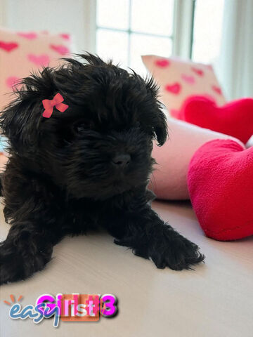 ADORABLE FLUFFY MALTESE X SHIHTZU PUPPIES  