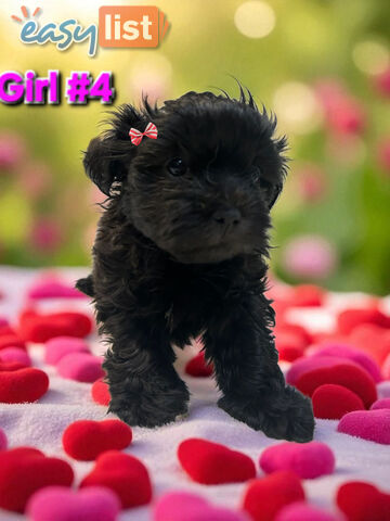 ADORABLE FLUFFY MALTESE X SHIHTZU PUPPIES  