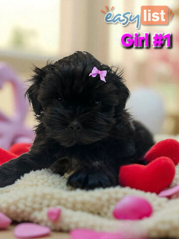 ADORABLE FLUFFY MALTESE X SHIHTZU PUPPIES  