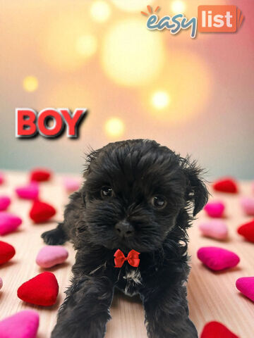 ADORABLE FLUFFY MALTESE X SHIHTZU PUPPIES  