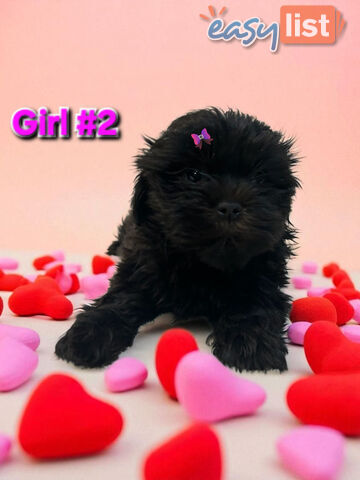 ADORABLE FLUFFY MALTESE X SHIHTZU PUPPIES  
