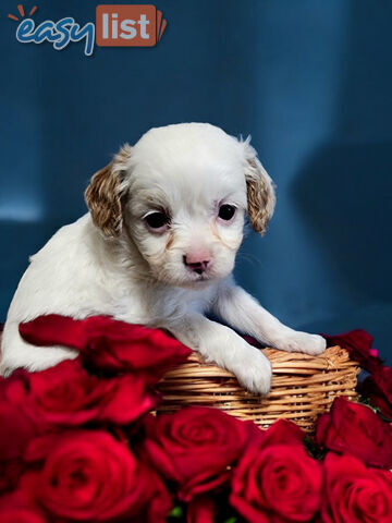 ADORABLE  TOY CAVOODLE PUPPIES 