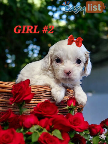 ADORABLE  TOY CAVOODLE PUPPIES 
