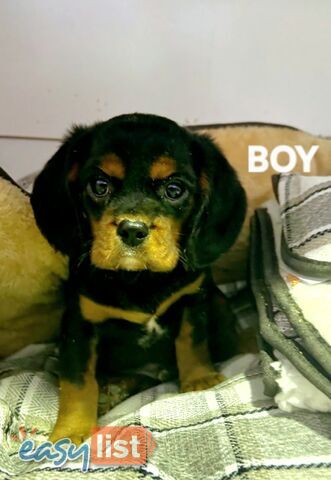 ABSOLUTELY STUNNING BEAGLIER PUPPIES 