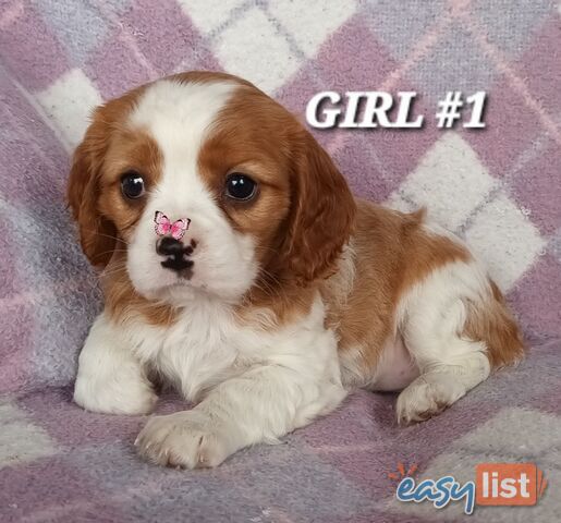 ABSOLUTELY STUNNING BEAGLIER PUPPIES 