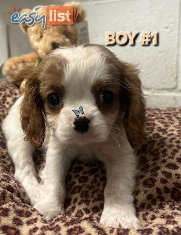 STUNNING BEAGLIER PUPPIES