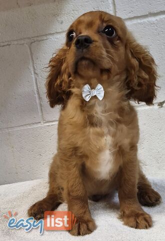 STUNNING BEAGLIER PUPPIES