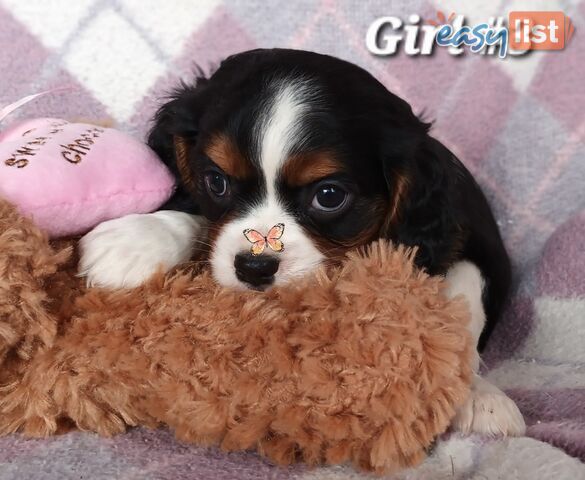 ABSOLUTELY STUNNING BEAGLIER PUPPIES 