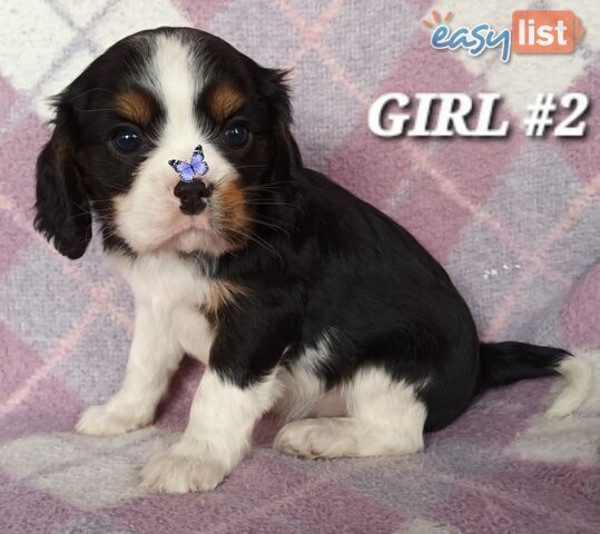 ABSOLUTELY STUNNING BEAGLIER PUPPIES 