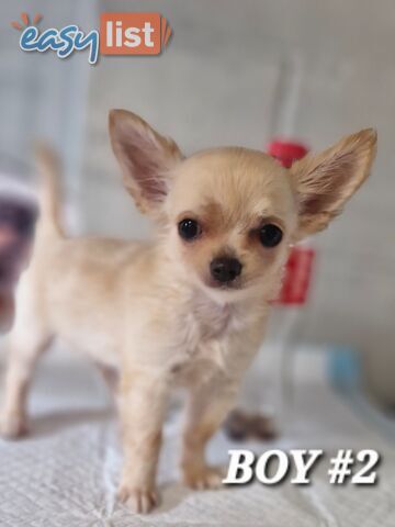 BEAUTIFUL LONGHAIR PUREBRED CHIHUAHUA PUPPIES BEAUTIFUL LONGHAIR PUREBRED CHIHUAHUA PUPPIES
