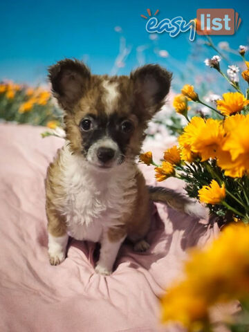 ADORABLE PUREBRED LONGHAIR CHIHUAHUA PUPPIES!