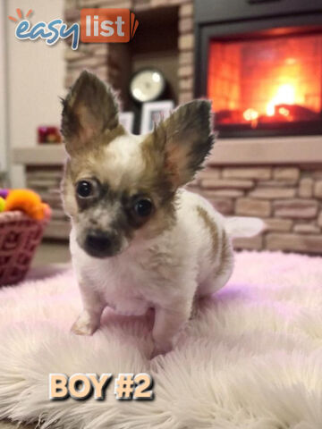 SUPER CUTE POMERANIAN X CHIHUAHUA PUPPIES 