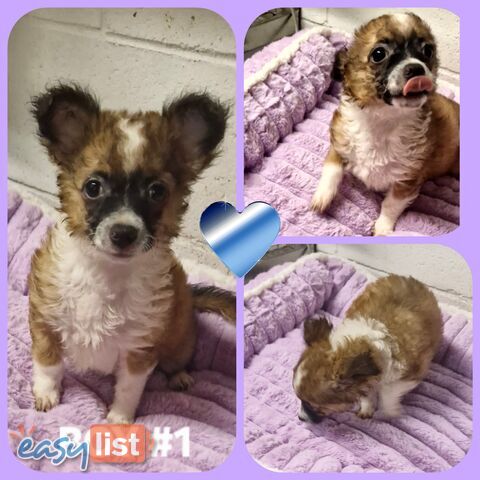 ADORABLE  CHIHUAHUA X  PUPPIES!