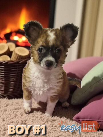 SUPER CUTE POMERANIAN X CHIHUAHUA PUPPIES 