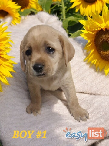 LAST RARE FOX RED LABRADOR PUPPY