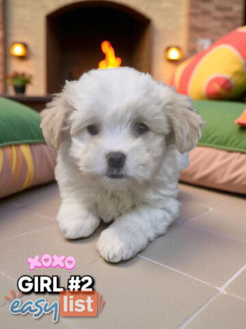 ADORABLE FLUFFY MALTESE X SHIHTZU PUPPIES 