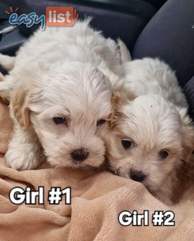 ADORABLE FLUFFY MALTESE X SHIHTZU PUPPIES 
