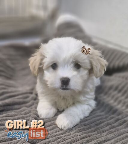 ADORABE  MALTESE X SHIHTZU GIRLS 