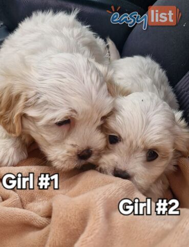 ADORABLE FLUFFY MALTESE X SHIHTZU PUPPIES 