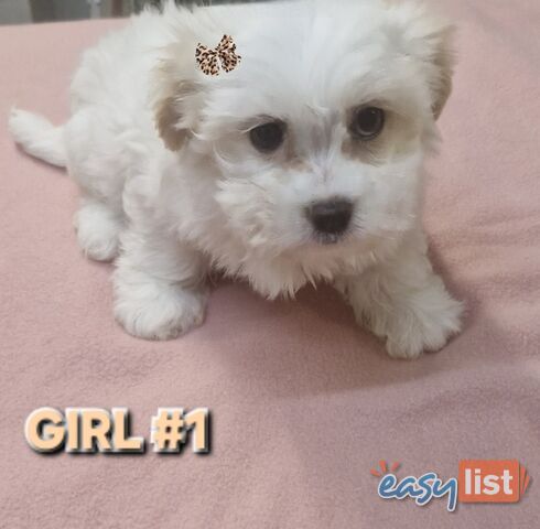 ADORABE  MALTESE X SHIHTZU GIRLS 