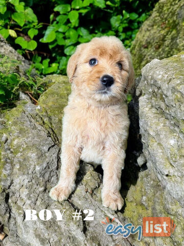 BEAUTIFUL GOLDEN GROODLE PUPPIES