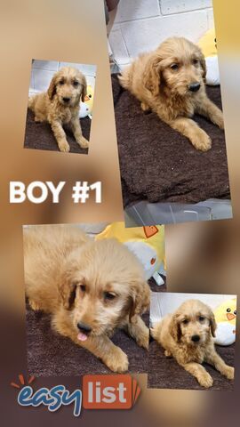 BEAUTIFUL GOLDEN GROODLE PUPPIES