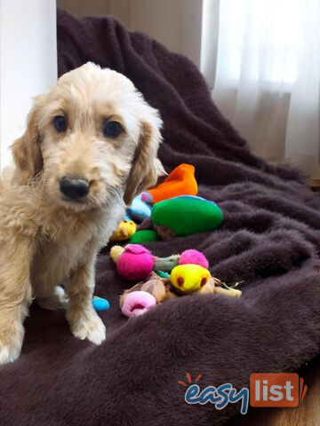 BEAUTIFUL GOLDEN GROODLE PUPPIES BEAUTIFUL GOLDEN GROODLE PUPPIES