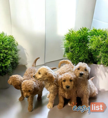 BEAUTIFUL GOLDEN GROODLE PUPPIES