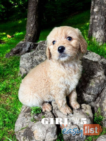 BEAUTIFUL GOLDEN GROODLE PUPPIES