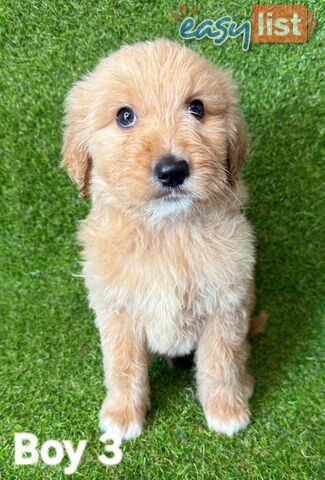 BEAUTIFUL GOLDEN GROODLE PUPPIES