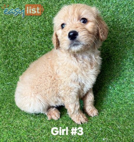 BEAUTIFUL GOLDEN GROODLE PUPPIES