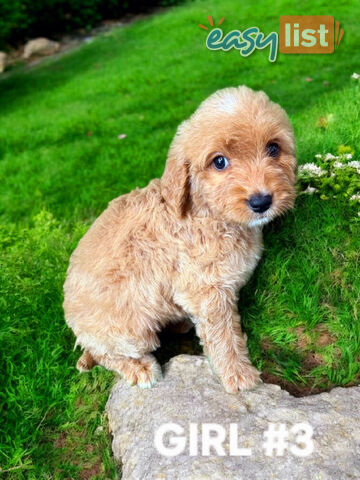 BEAUTIFUL GOLDEN GROODLE PUPPIES