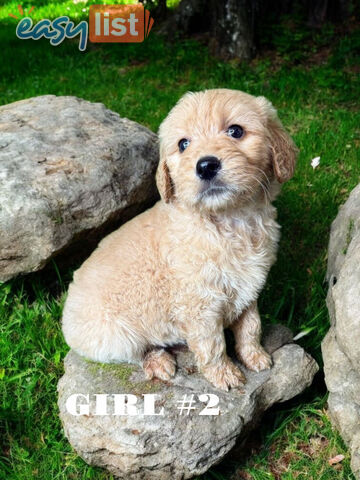 BEAUTIFUL GOLDEN GROODLE PUPPIES