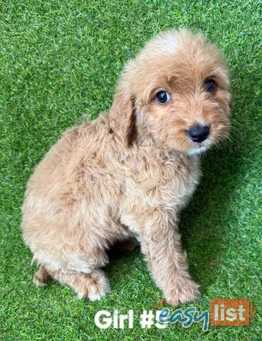 BEAUTIFUL GOLDEN GROODLE PUPPIES