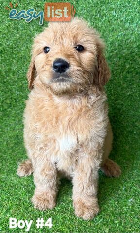 BEAUTIFUL GOLDEN GROODLE PUPPIES