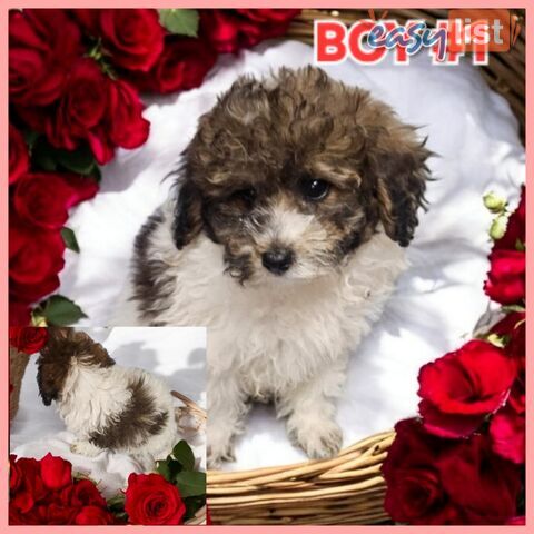Adorable Toy Poodle Puppies