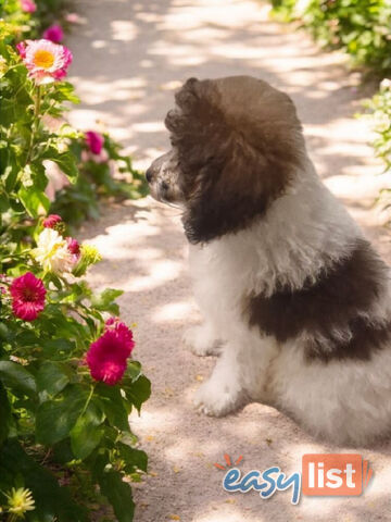 Adorable Toy Poodle Puppies