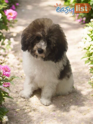 Adorable Toy Poodle Puppies