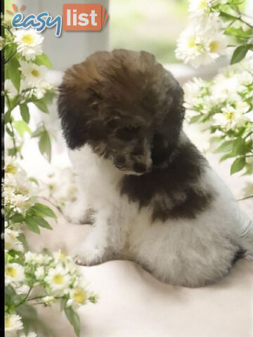 Adorable Toy Poodle Puppies