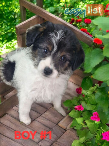 GORGEOUS FOXY X TOY POODLE PUPPIES