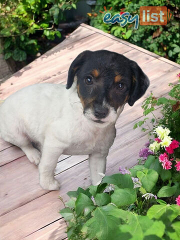 GORGEOUS FOXY X TOY POODLE PUPPIES