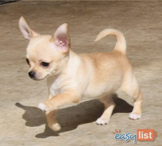 BEAUTIFUL PUREBRED CHIHUAHUA PUPPIES