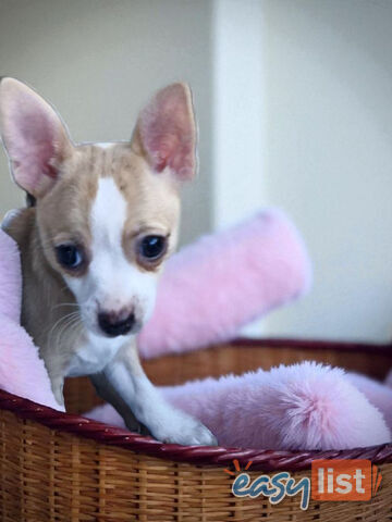 BEAUTIFUL PUREBRED CHIHUAHUA PUPPIES