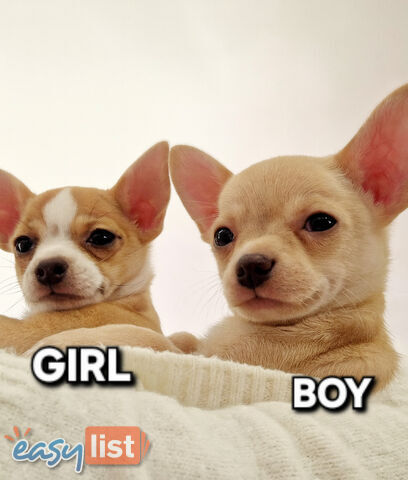 BEAUTIFUL PUREBRED CHIHUAHUA PUPPIES