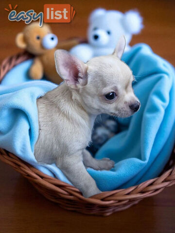 BEAUTIFUL PUREBRED CHIHUAHUA PUPPIES