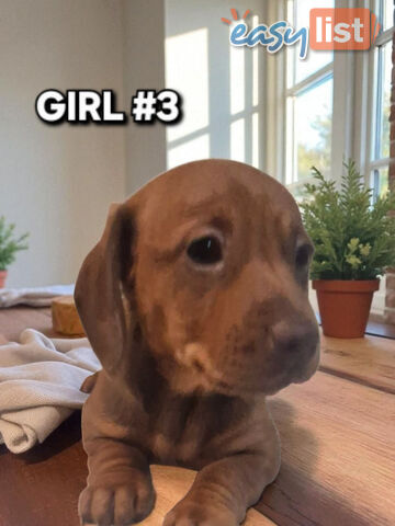 SPUNKY TWEENIE DACHSHUND PUPPIES
