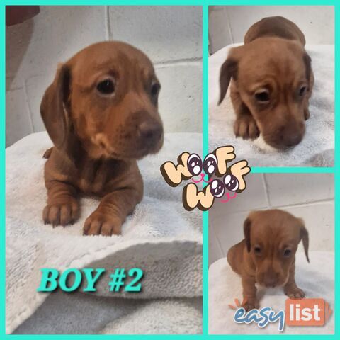 SPUNKY TWEENIE DACHSHUND PUPPIES